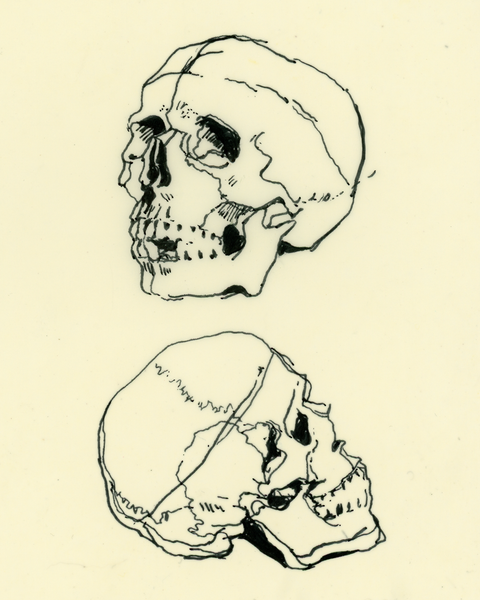 Drawing #96: "Skull Study #1" [Beeswaxed Midori A5 paper]