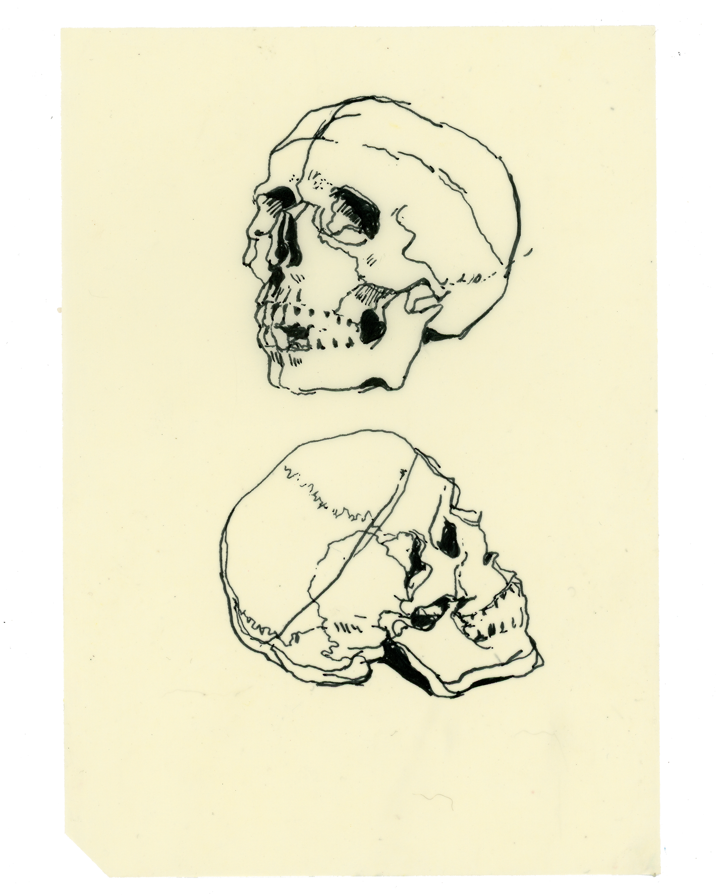 Drawing #96: "Skull Study #1" [Beeswaxed Midori A5 paper]