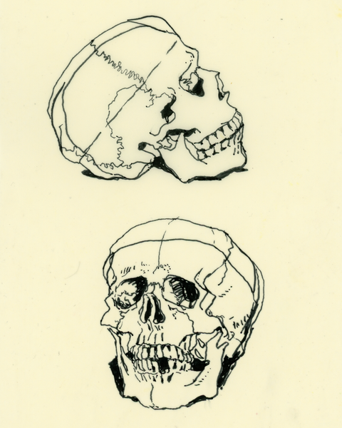 Drawing #97: "Skull Study #2" [Beeswaxed Midori A5 paper]